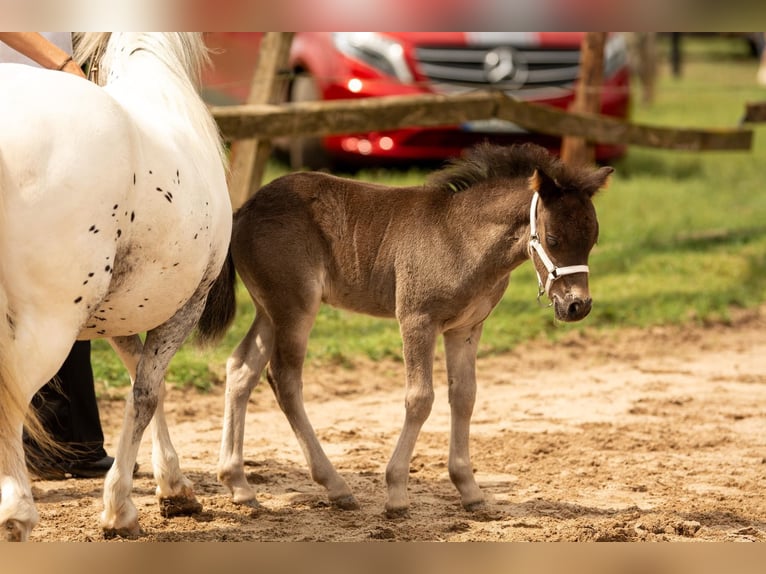 Poneys Shetland Étalon 1 Année 108 cm Noir in Gadebusch