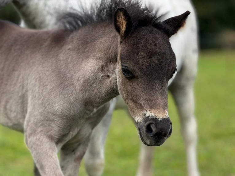 Poneys Shetland Étalon 1 Année 108 cm Noir in Gadebusch