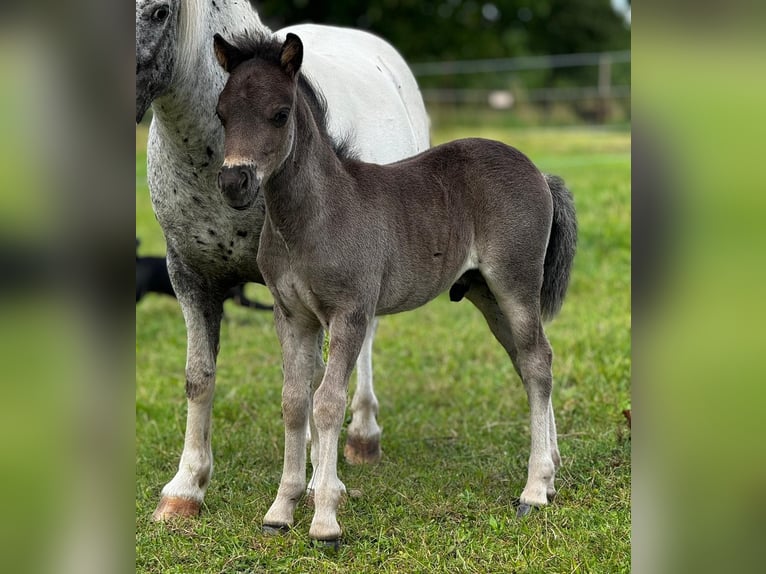 Poneys Shetland Étalon 1 Année 108 cm Noir in Gadebusch