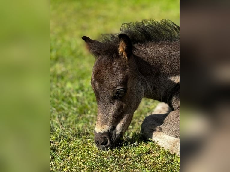 Poneys Shetland Étalon 1 Année 108 cm Noir in Gadebusch