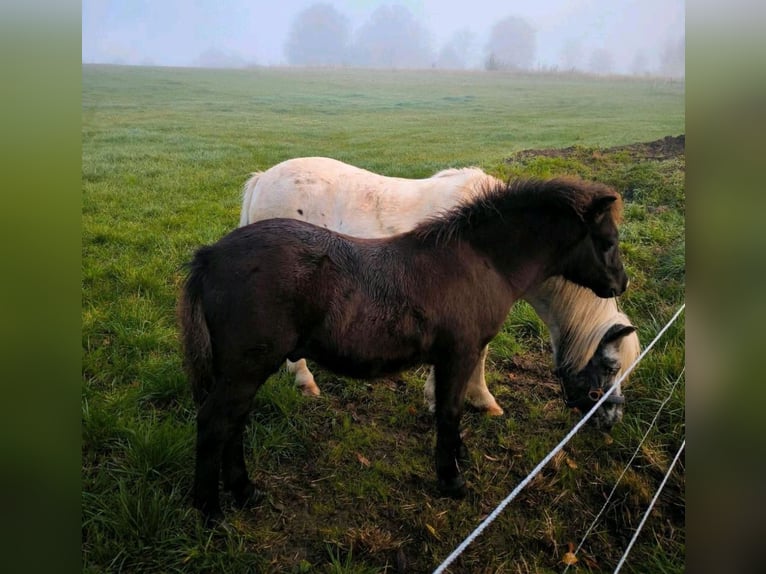 Poneys Shetland Étalon 1 Année 108 cm Noir in Gadebusch