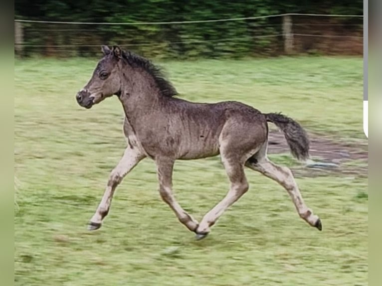 Poneys Shetland Étalon 1 Année 108 cm Noir in Gadebusch