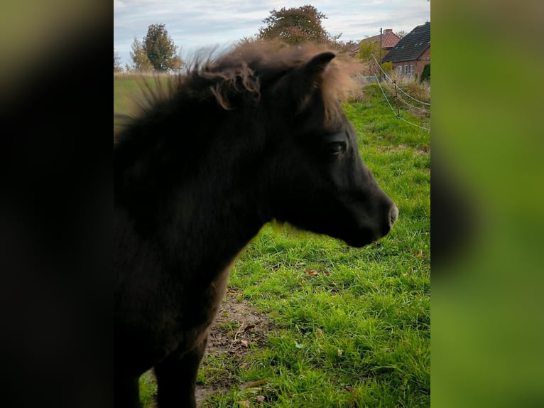 Poneys Shetland Étalon 1 Année 108 cm Noir in Gadebusch