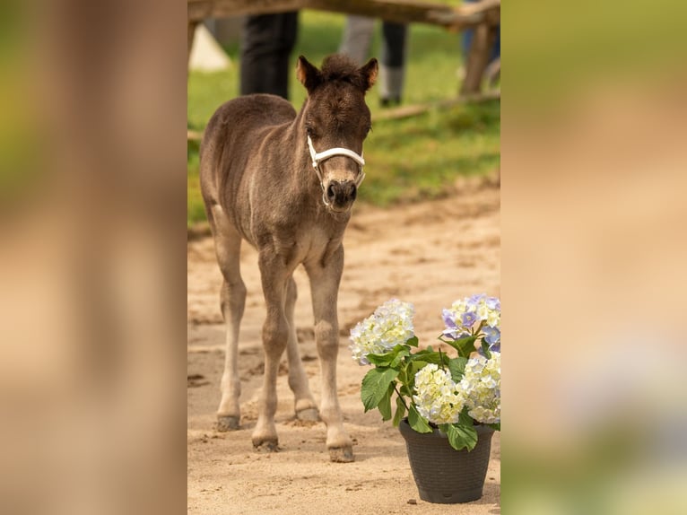 Poneys Shetland Étalon 1 Année 108 cm Noir in Gadebusch