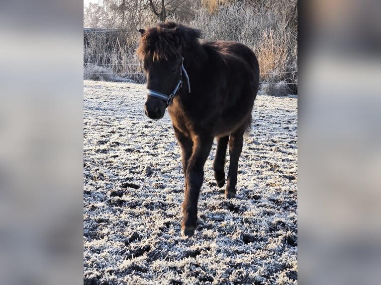 Poneys Shetland Étalon 1 Année 108 cm Noir in Gadebusch