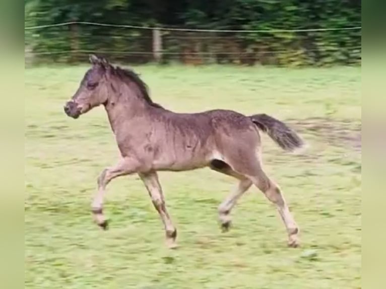 Poneys Shetland Étalon 1 Année 108 cm Noir in Gadebusch