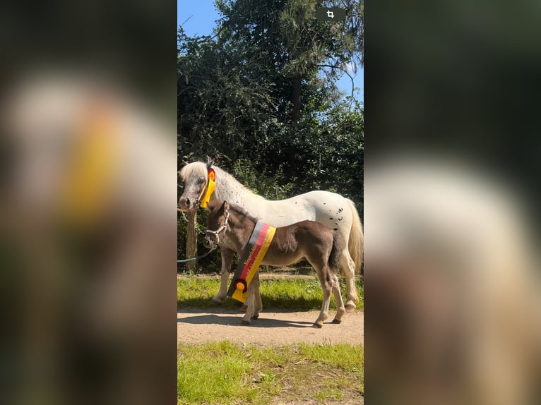 Poneys Shetland Étalon 1 Année 108 cm Noir in Gadebusch