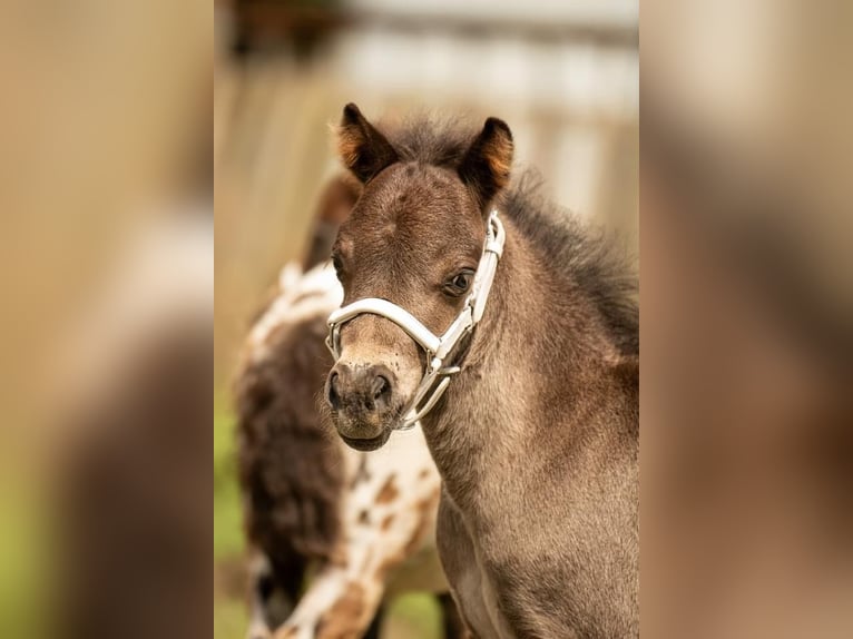 Poneys Shetland Étalon 1 Année 108 cm Noir in Gadebusch