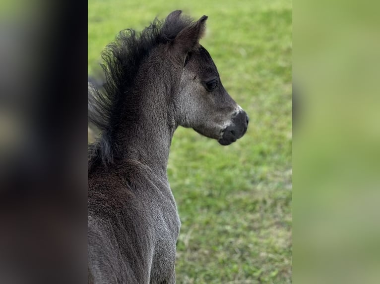 Poneys Shetland Étalon 1 Année 108 cm Noir in Gadebusch