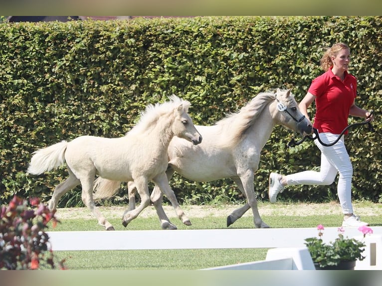 Poneys Shetland Étalon 1 Année 110 cm Isabelle in Marsberg