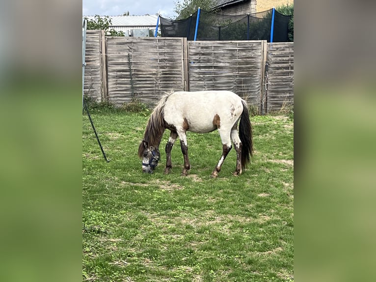 Poneys Shetland Étalon 1 Année 110 cm Léopard in Wolken