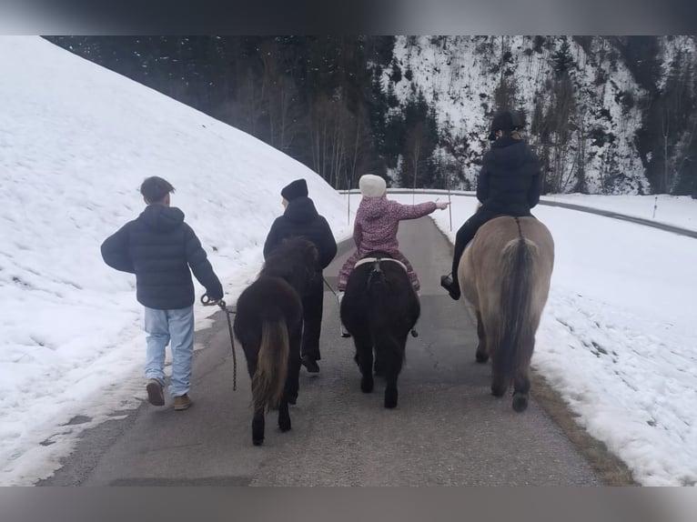 Poneys Shetland Étalon 1 Année 110 cm Noir in Forstau