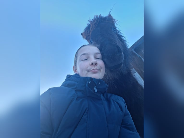 Poneys Shetland Étalon 1 Année 110 cm Noir in Forstau