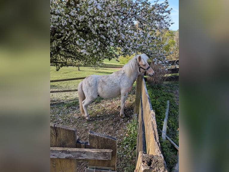 Poneys Shetland Étalon 1 Année 112 cm Pinto in LüdenscheidLüdenscheid