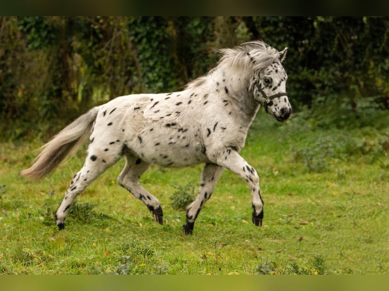 Poneys Shetland Étalon 1 Année 113 cm Léopard in Gro&#xDF; Molzahn