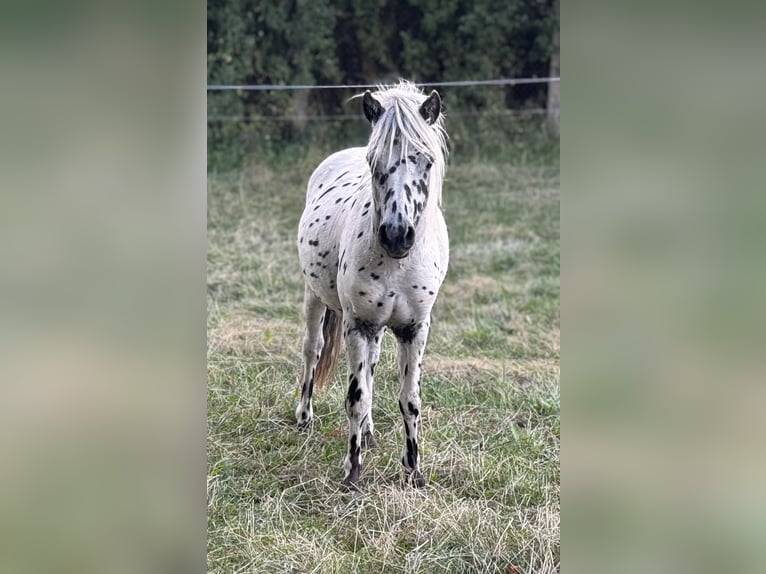 Poneys Shetland Étalon 1 Année 113 cm Léopard in Gro&#xDF; Molzahn