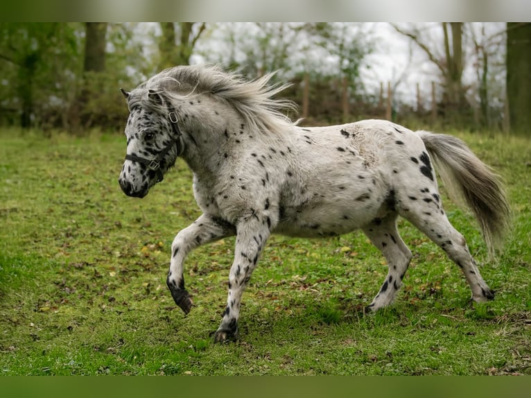 Poneys Shetland Étalon 1 Année 113 cm Léopard in Gro&#xDF; Molzahn