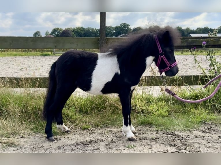 Poneys Shetland Étalon 1 Année 65 cm Pinto in Barneveld