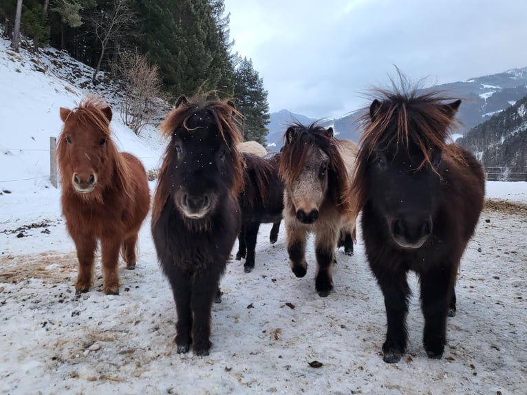 Poneys Shetland Étalon 1 Année 70 cm Bai brun foncé in Schladming