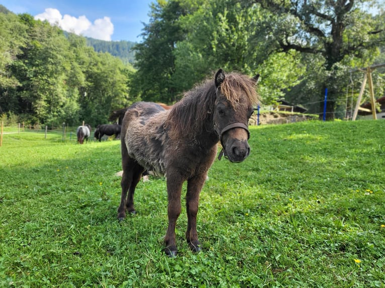 Poneys Shetland Étalon 1 Année 70 cm Bai brun foncé in Schladming