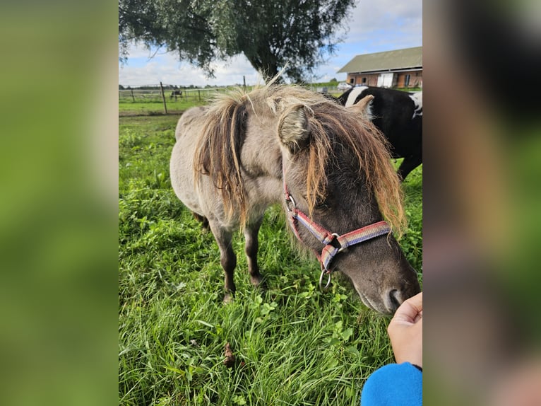 Poneys Shetland Étalon 1 Année 70 cm Noir in Dreumel