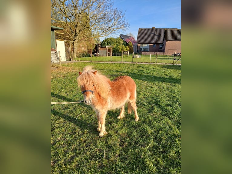 Poneys Shetland Étalon 1 Année 80 cm Alezan in Nederhemert