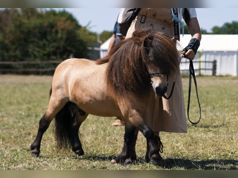 Poneys Shetland Étalon 1 Année 80 cm Bai in Pusignan