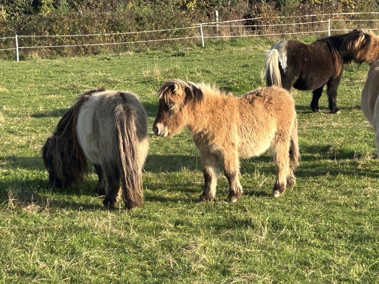 Poneys Shetland Étalon 1 Année 80 cm Bai in Pusignan