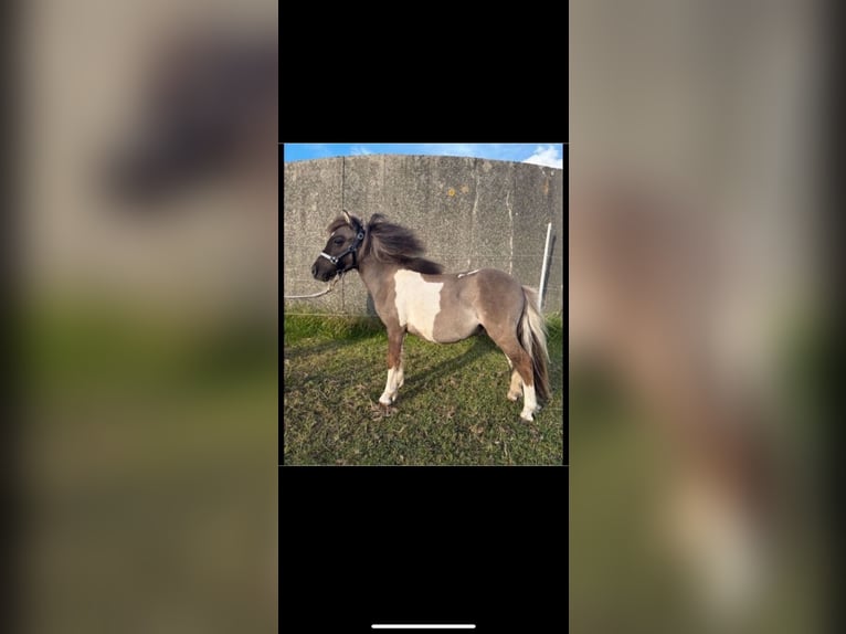 Poneys Shetland Étalon 1 Année 80 cm in D&#xF8;strup