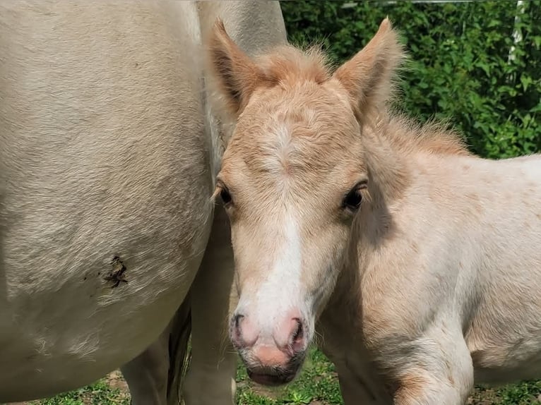 Poneys Shetland Étalon 1 Année 80 cm Léopard in Wabern