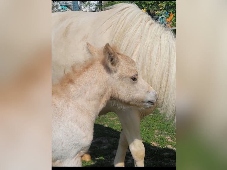 Poneys Shetland Étalon 1 Année 80 cm Léopard in Wabern