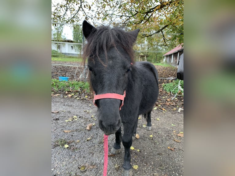 Poneys Shetland Étalon 1 Année 80 cm Noir in Waizenkirchen