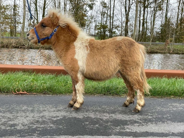 Poneys Shetland Étalon 1 Année 80 cm Pinto in Lisse