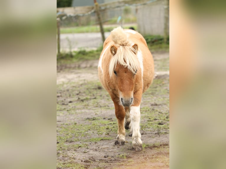 Poneys Shetland Étalon 1 Année 80 cm Pinto in Lisse