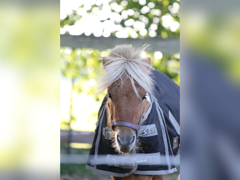 Poneys Shetland Étalon 1 Année 80 cm Pinto in Lisse