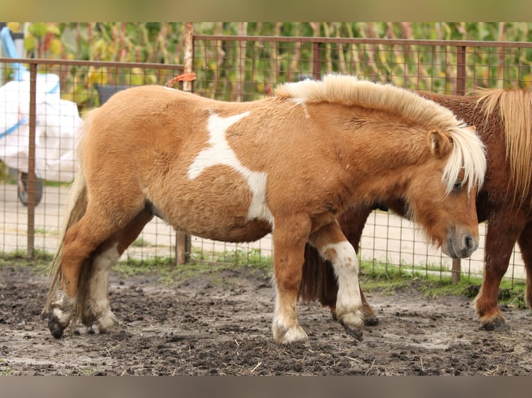 Poneys Shetland Étalon 1 Année 80 cm Pinto in Lisse