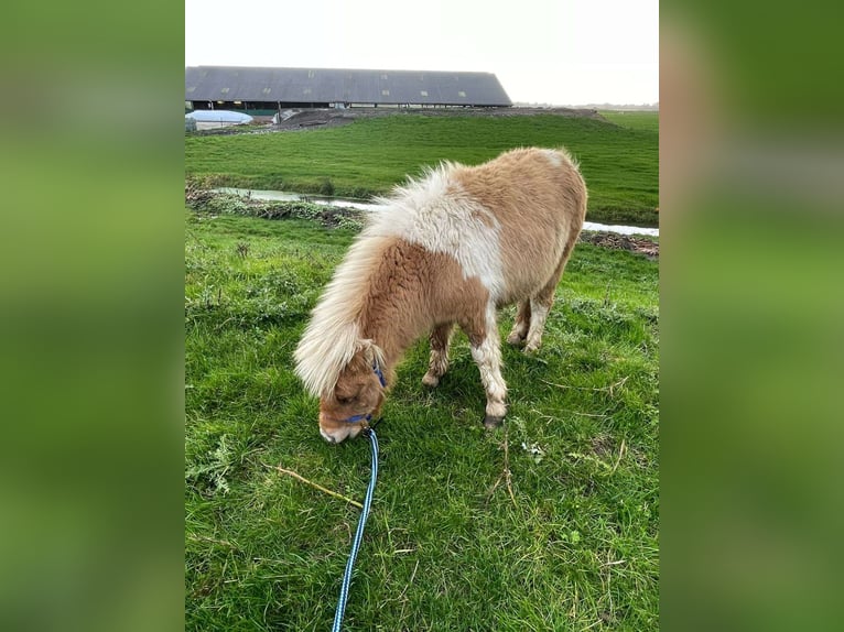 Poneys Shetland Étalon 1 Année 80 cm Pinto in Lisse