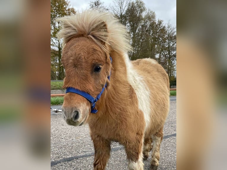 Poneys Shetland Étalon 1 Année 80 cm Pinto in Lisse