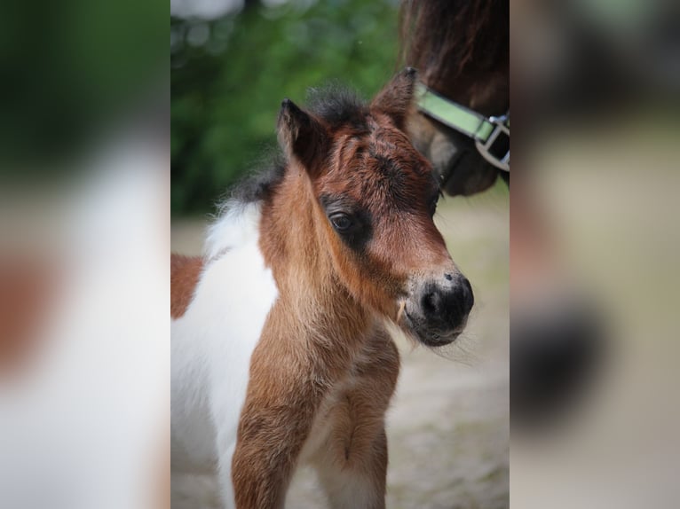 Poneys Shetland Étalon 1 Année 83 cm Pinto in Lippetal