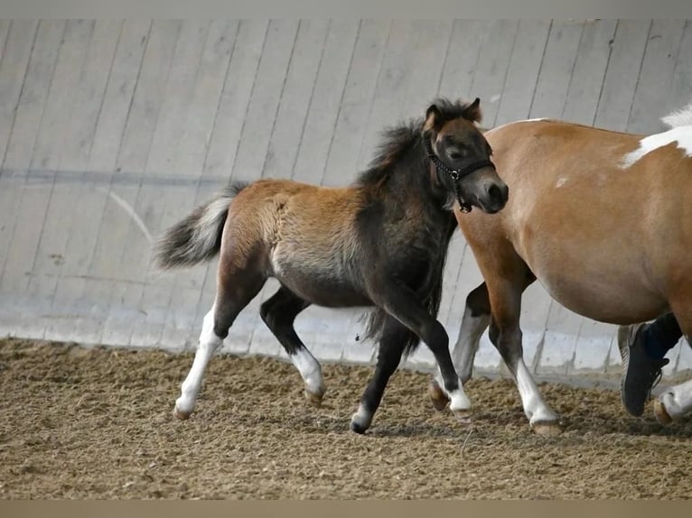 Poneys Shetland Étalon 1 Année 83 cm Pinto in Lippetal