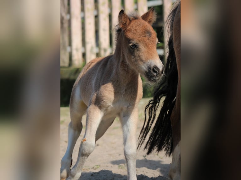 Poneys Shetland Étalon 1 Année 83 cm Pinto in Lippetal