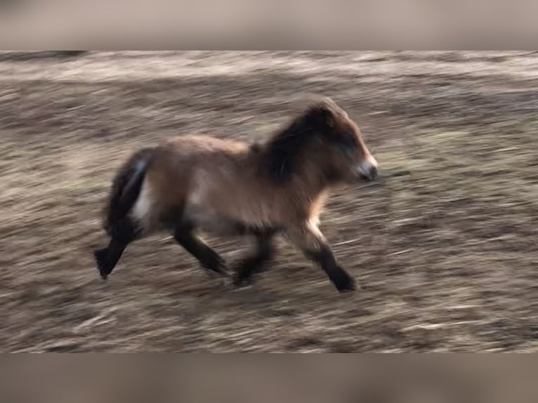 Poneys Shetland Étalon 1 Année 83 cm Roan-Bay in Nidderau