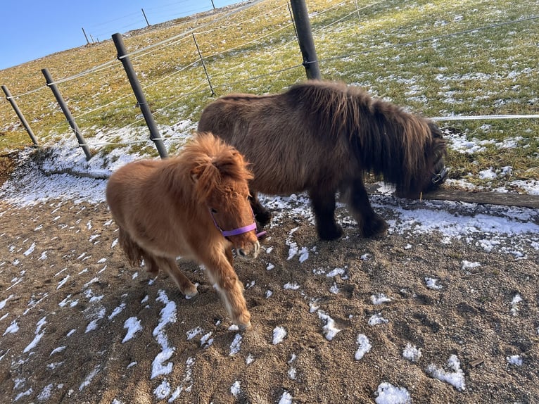 Poneys Shetland Étalon 1 Année 87 cm Alezan in Elixhausen