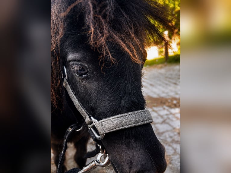 Poneys Shetland Étalon 1 Année 87 cm Noir in Bad Feilnbach