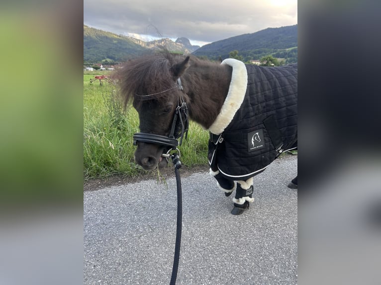 Poneys Shetland Étalon 1 Année 87 cm Noir in Bad Feilnbach
