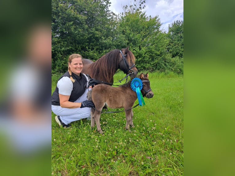 Poneys Shetland Étalon 1 Année 90 cm Noir in Græsted