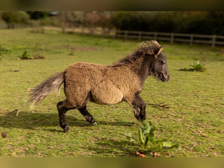 Poneys Shetland Étalon 1 Année 90 cm Noir in Græsted