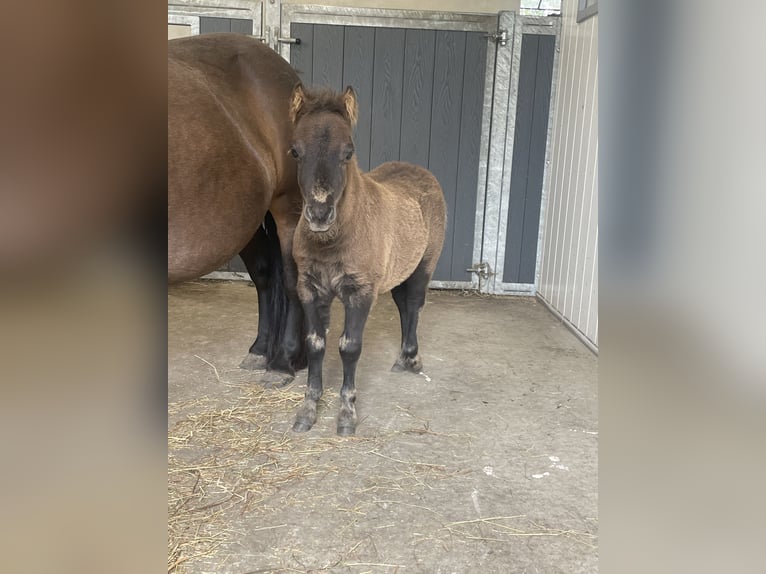 Poneys Shetland Étalon 1 Année 90 cm Noir in Græsted