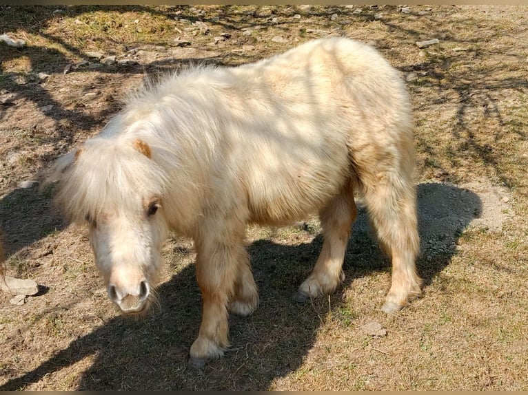 Poneys Shetland Étalon 1 Année 90 cm Palomino in Frohnleiten