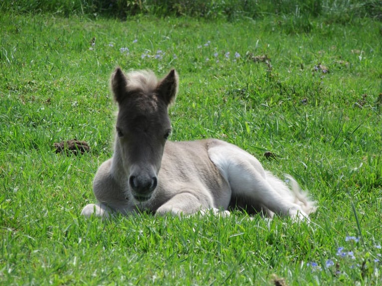 Poneys Shetland Étalon 1 Année 95 cm in Flensburg